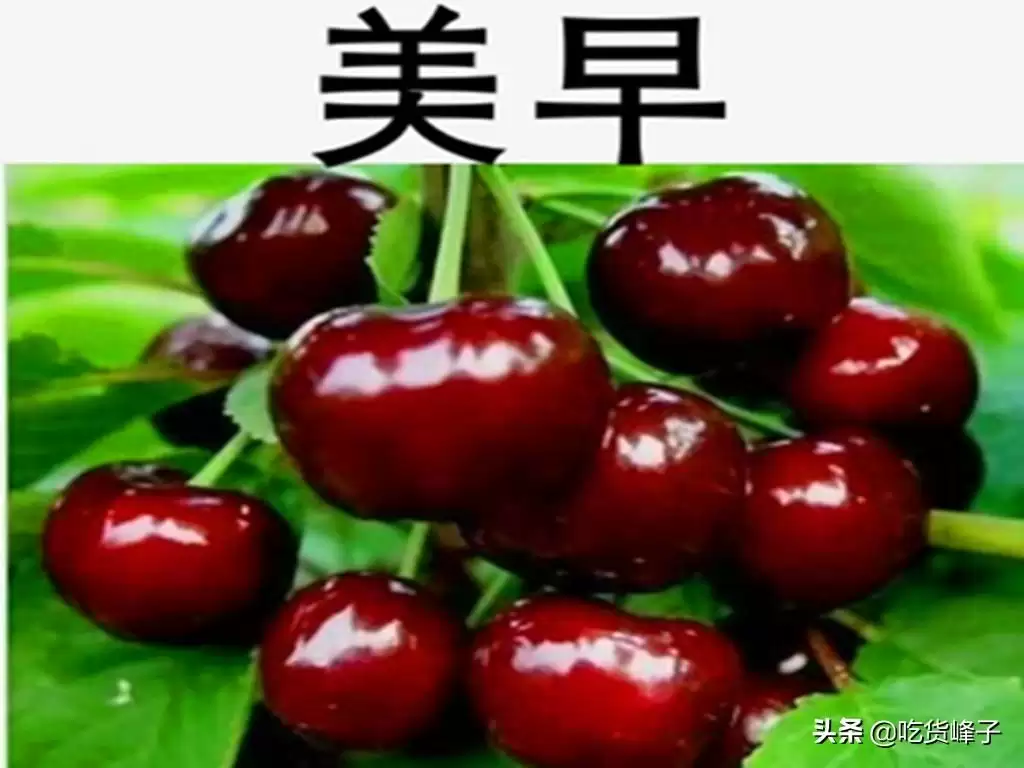 会东网三农资讯:红灯美早大樱桃,区别在哪?-会东网
