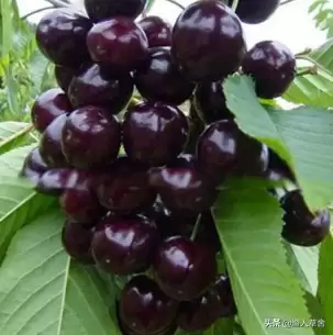 会东三农资讯：樱桃种植不难，教你轻松拥有自家果园插图1