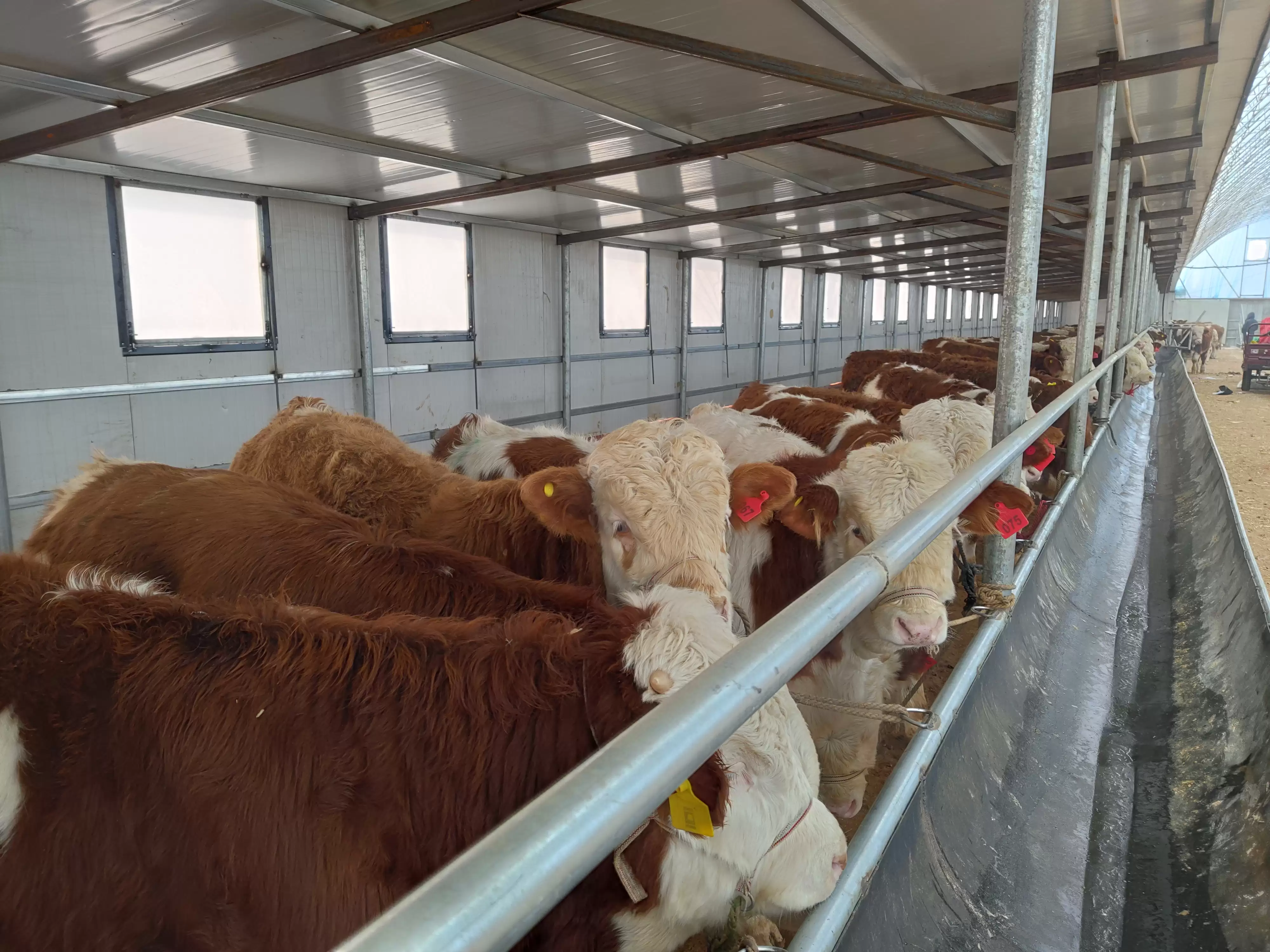 养牛那些事儿：从新手到行家的进阶指南-会东网