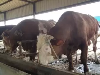 养牛那些事儿：从新手到行家的进阶指南插图1