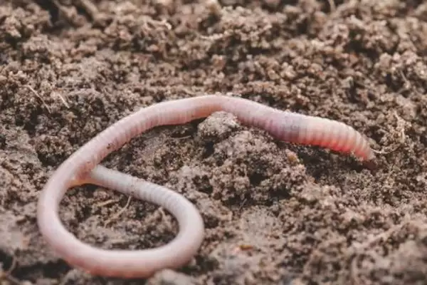 白条鱼吃蚯蚓，还有啥常见饵料和习性特点插图1