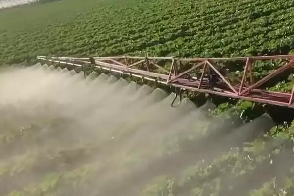 白菜烧心防治(白菜烧心防治方法及其在白菜种植中的预防措施)插图3 白菜烧心防治(白菜烧心防治方法及其在白菜种植中的预防措施)插图3