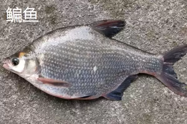 3.0号主线1.5号子线能钓多大鱼(3.0号主线搭配1.5号子线能钓多大的鱼呢)插图2