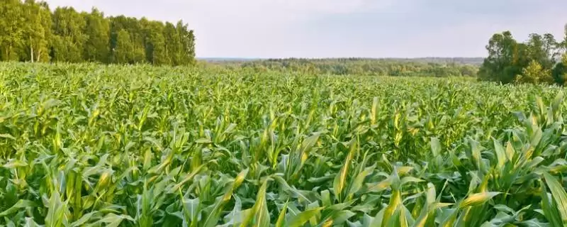 辰诺201玉米种子介绍(辰诺201玉米种子具体介绍是怎样的呢)-会东网