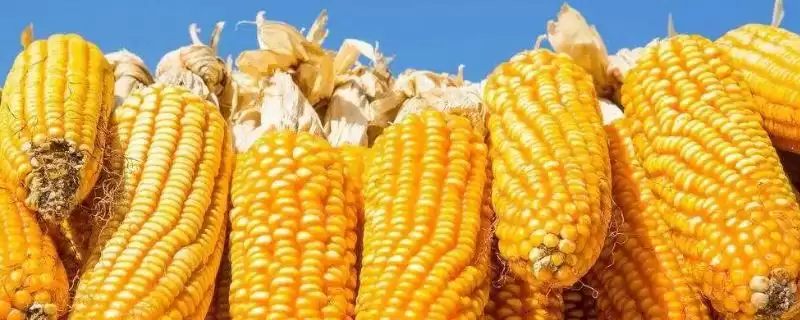 德育366玉米品种的特性(德育366玉米品种特性是什么)-会东网