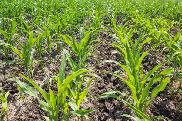 澳甜糯75玉米品种特性，产量品质有何表现插图2