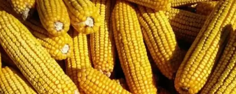 福莱9玉米种简介(福莱9种特性、产量、适宜种植区)-会东网