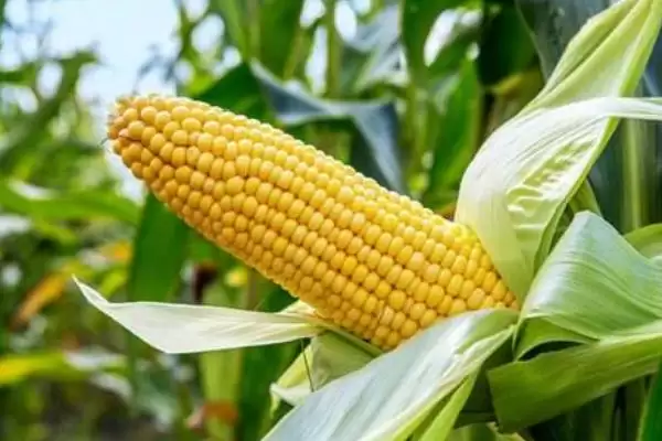 鄂玉31玉米品种特性(鄂玉31玉米品种特性是啥)插图2