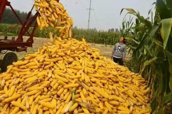 高抗腐霉茎腐病的HF832玉米种,独特之处在哪?插图1 高抗腐霉茎腐病的HF832玉米种,独特之处在哪?插图1