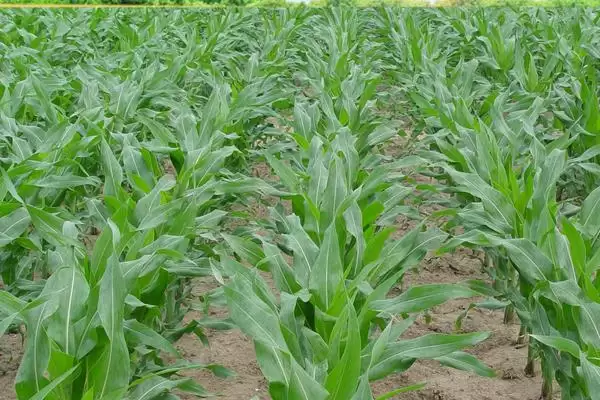 W518玉米种子简介，放赤眼蜂防治玉米螟虫的方法插图1