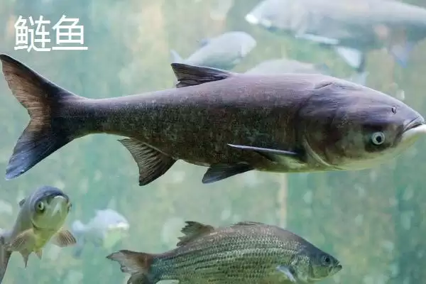 3.0号子线搭配10-11号伊势尼钩教程(3.0号子线与10-11号伊势尼钩搭配教程)插图5