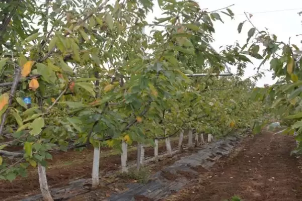 矮化大樱桃定植时间原因(矮化大樱桃3月和12月定植的原因和种植要点)插图4