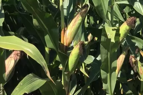 CM77玉米种子每亩种植密度4500株的种植规划插图2