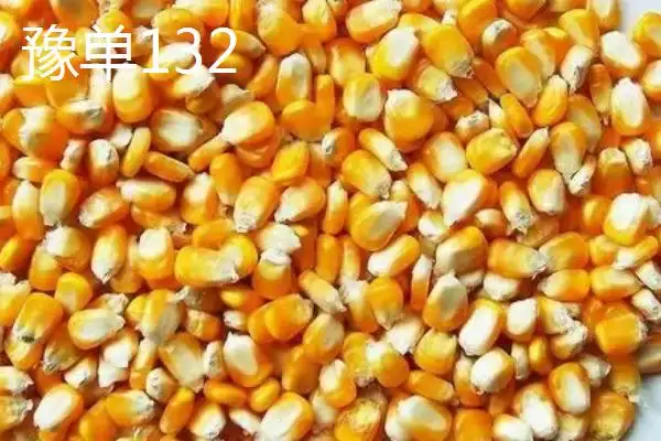 抗倒伏的玉米种子(哪些玉米种子具有抗倒伏的特性呢)插图5