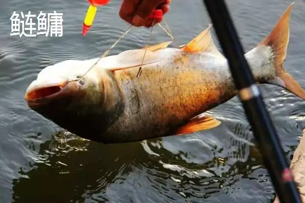 3-4月份为什么不钓鱼(3-4月份不适合钓鱼的具体原因是什么呢)插图8