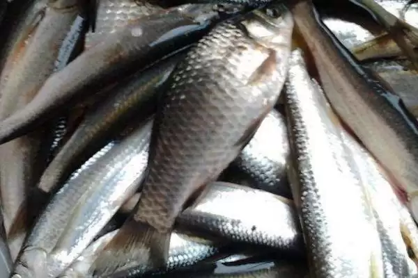 白条鱼习性特点解析(从生活环境、食性等方面解析白条鱼的习性特点)插图2 白条鱼习性特点解析(从生活环境、食性等方面解析白条鱼的习性特点)插图2