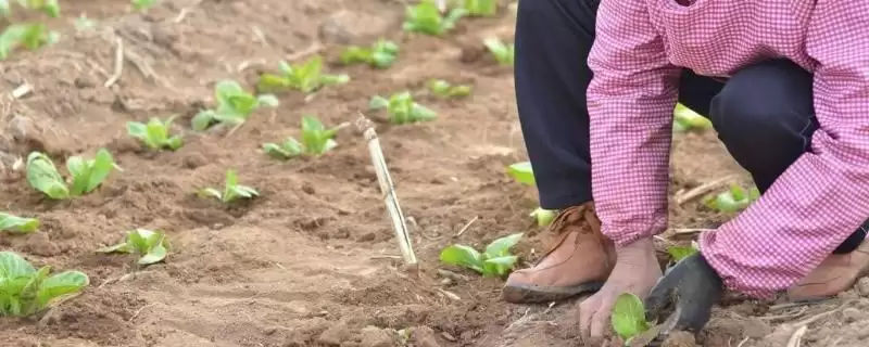 白菜真叶时移栽技巧(白菜4、5片真叶时移栽技巧及其对白菜生长的影响)-会东网