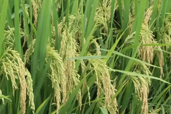 C两优粤农丝苗水稻种子每亩有效穗数17.7万穗数据(C两优粤农丝苗水稻种子17.7万有效穗数据特性)插图3