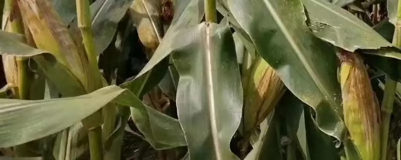 登海605和沃玉3号产量对比(登海605与沃玉3号产量对比如何)-会东网