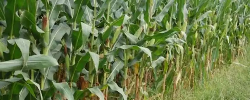 G1708玉米品种适宜密度每亩4000株左右规划插图 G1708玉米品种适宜密度每亩4000株左右规划插图