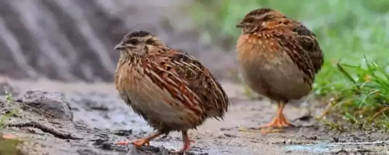 鹌鹑产蛋日龄规律(鹌鹑42-45日龄产蛋的生长规律和养殖管理要点)-会东网