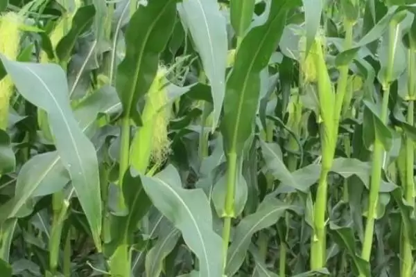 用颗粒剂或赤眼蜂防治玉米螟的GY519玉米品种,特性是啥?插图1 用颗粒剂或赤眼蜂防治玉米螟的GY519玉米品种,特性是啥?插图1