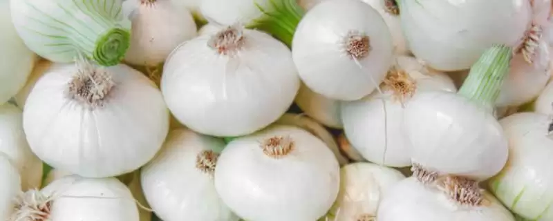 白洋葱与紫洋葱区别(白洋葱与紫洋葱在外观、口感、营养等方面有何区别)-会东网