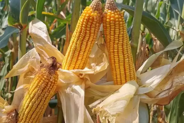 爱农玉2008玉米品种特性,相关要点全面解读插图2 爱农玉2008玉米品种特性,相关要点全面解读插图2