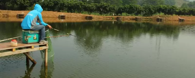 冬季黑坑钓青鱼绝招(冬季黑坑钓青鱼有啥绝招)-会东网