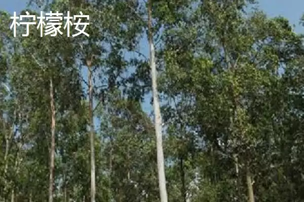 桉树植物揭秘，是常见经济树种的特性插图9