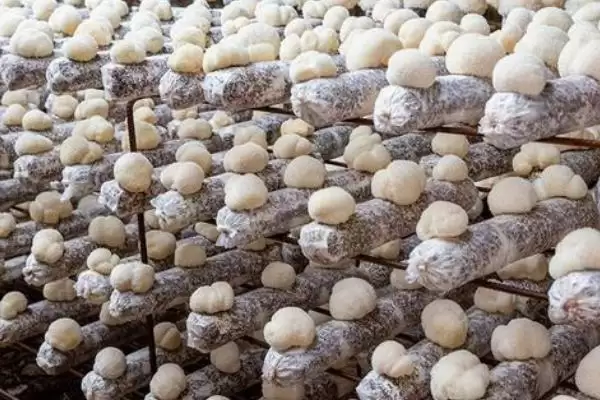 2023年种山药利润(2023年种山药利润可观的原因和种植要点有哪些)插图7