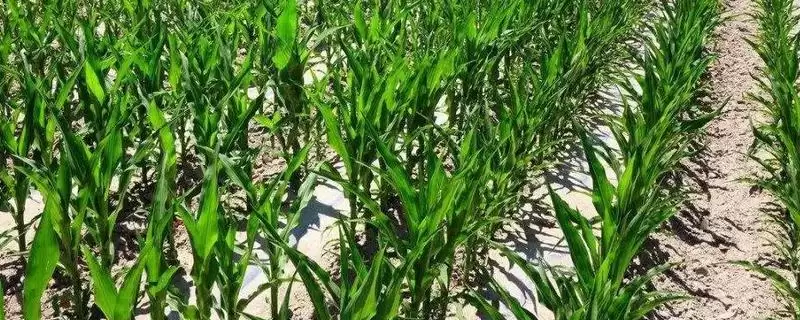 高抗丝黑穗病的JJF113玉米种子，有哪些独特之处？-会东网