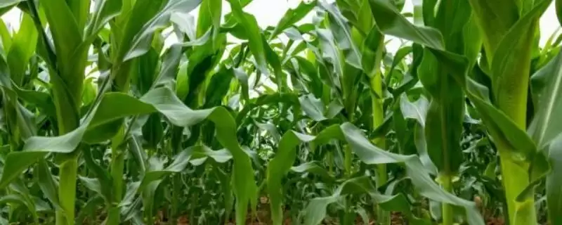 FSZW21玉米品种中抗大斑病的特性与优势分析-会东网