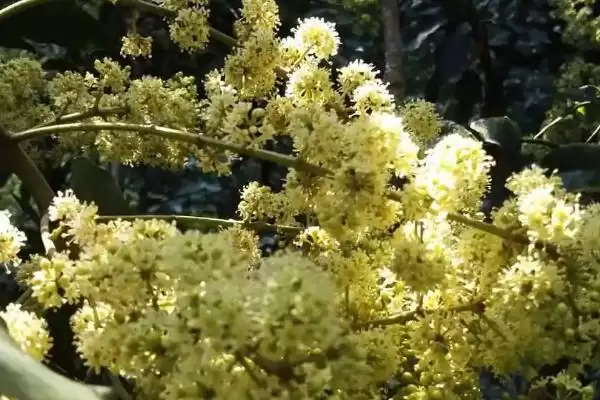 广东蜜源植物(广东有哪些常见蜜源植物及其花期呢)插图7