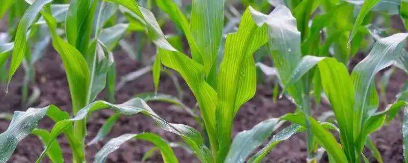 鄂玉30玉米种子特征特性(鄂玉30种子特征特性有啥)-会东网