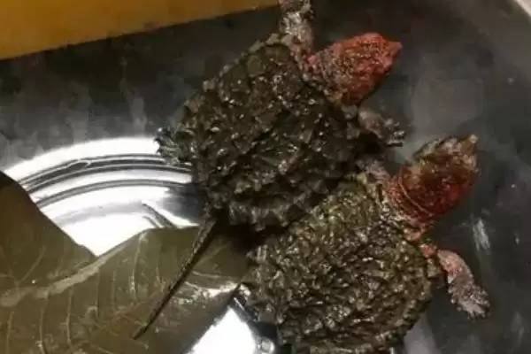 3cm小鳄龟饲养难度小原因(3cm小鳄龟饲养难度小的原因及饲养要点)插图1