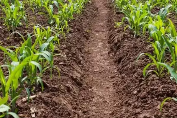 BX21501玉米种子密度4500株/亩左右的种植规划插图2 BX21501玉米种子密度4500株/亩左右的种植规划插图2