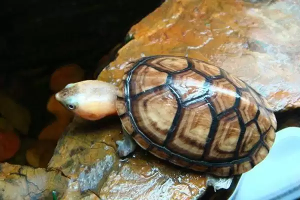白唇蛋龟饲养要点(白唇蛋龟饲养要点及其在养殖环境和饮食上的需求)插图2 白唇蛋龟饲养要点(白唇蛋龟饲养要点及其在养殖环境和饮食上的需求)插图2