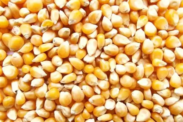 10斤玉米有几个？大约为14-25个左右揭秘插图5