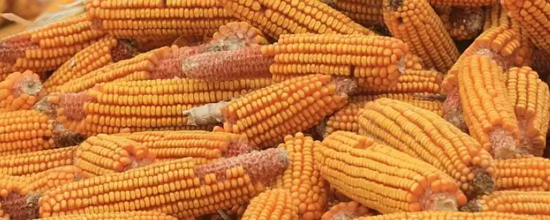 耕源135玉米品种的特性(耕源135品种抗病、抗倒、产量稳定性呢)-会东网