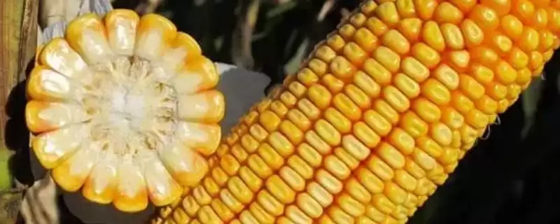 中抗穗腐病的Q2165玉米品种，特性究竟怎样？-会东网