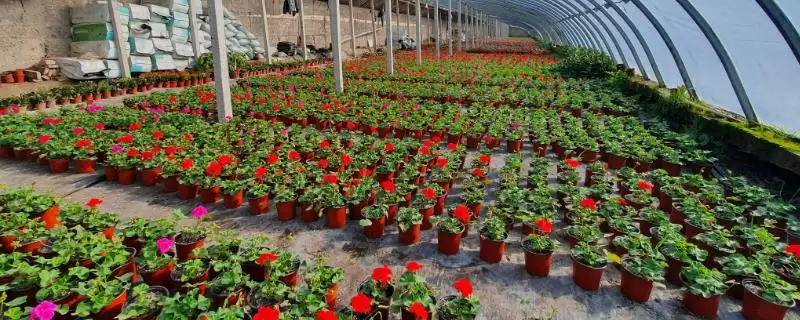 2023年种山药利润(2023年种山药利润可观的原因和种植要点有哪些)-会东网