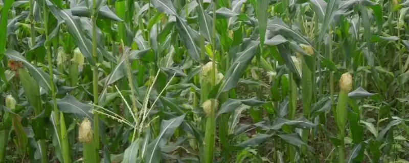 FH502玉米品种中抗茎腐病的特性与优势分析-会东网