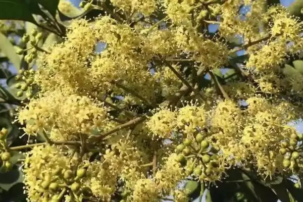 广东蜜源植物(广东有哪些常见蜜源植物及其花期呢)插图6