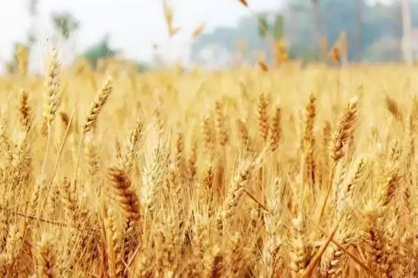 安农大1216小麦品种生育期价值(安农大1216小麦品种全生育期226天左右的价值和优势)插图2 安农大1216小麦品种生育期价值(安农大1216小麦品种全生育期226天左右的价值和优势)插图2