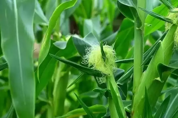 C9256玉米种子播种时一次性施足底肥要点插图2