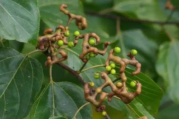 拐枣浇水频率(拐枣在不同季节浇水频率分别是多少)插图1
