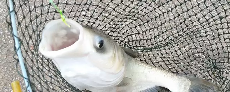 pe线被鱼察觉的原因(在垂钓过程中，pe线容易被鱼察觉的原因是什么)-会东网