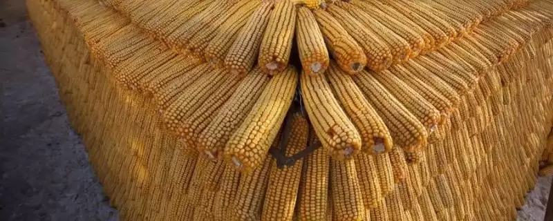 迪甜糯308玉米品种简介(迪甜糯308玉米品种有啥特性)-会东网