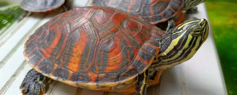 巴西龟不吃东西应对法 (巴西龟不吃东西如何找原因并综合治疗)-会东网